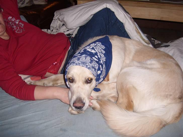 Golden retriever Golden Oggy Jazmin billede 7