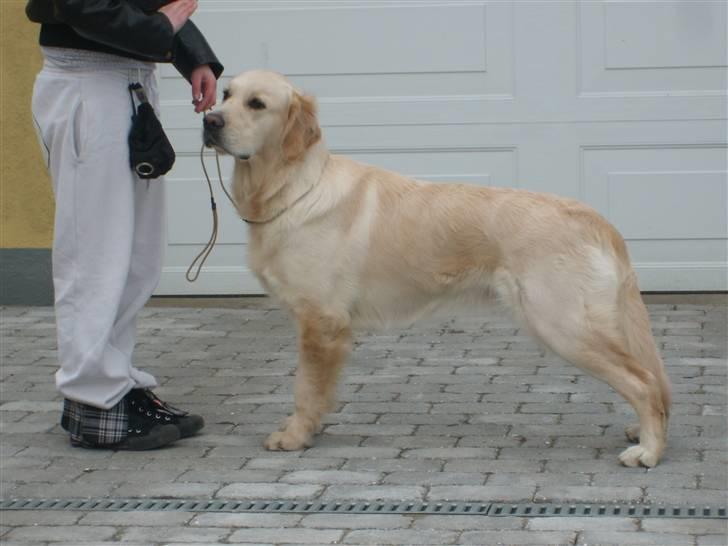 Golden retriever Golden Oggy Jazmin billede 8