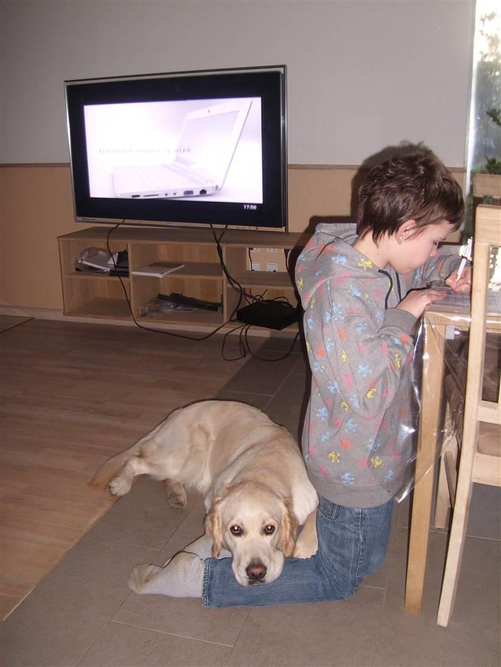 Golden retriever Golden Oggy Jazmin billede 9