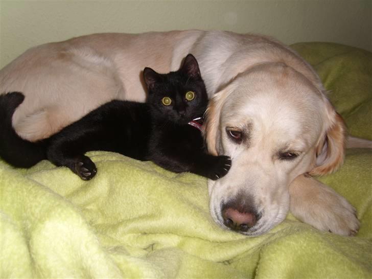 Golden retriever Golden Oggy Jazmin billede 10