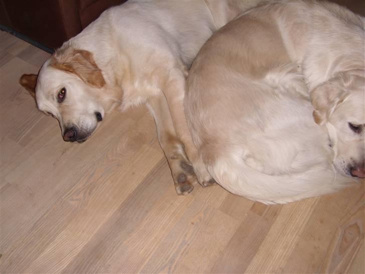 Golden retriever Golden Oggy Jazmin billede 11