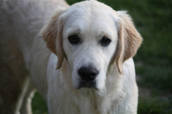 Golden retriever Golden Oggy Jazmin billede 12