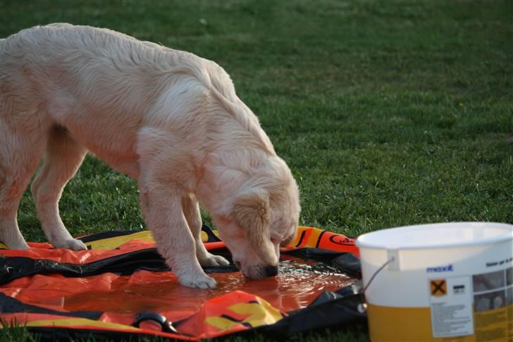 Golden retriever Golden Oggy Jazmin billede 13