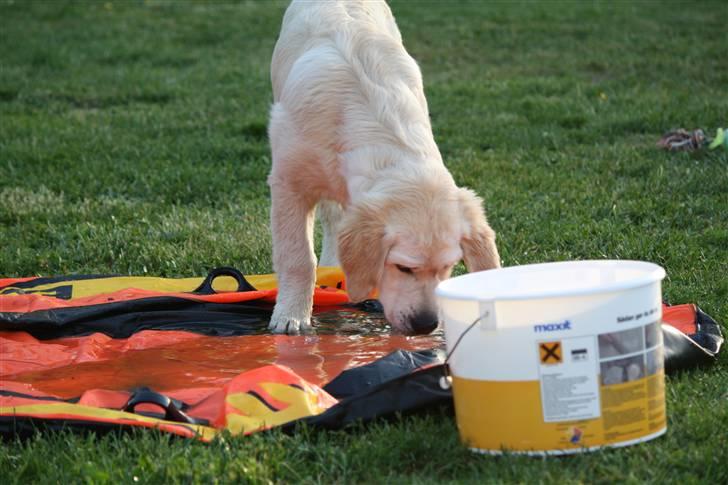 Golden retriever Golden Oggy Jazmin billede 14