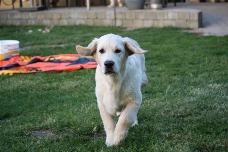 Golden retriever Golden Oggy Jazmin billede 15
