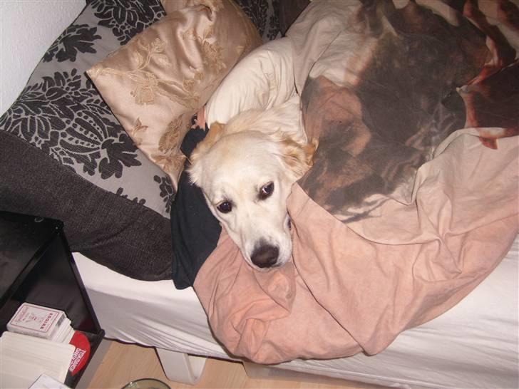 Golden retriever Golden Oggy Jazmin billede 16