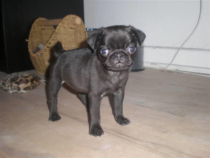 Mops Cloe - Endelig hjemme, 8 uger gammel billede 4