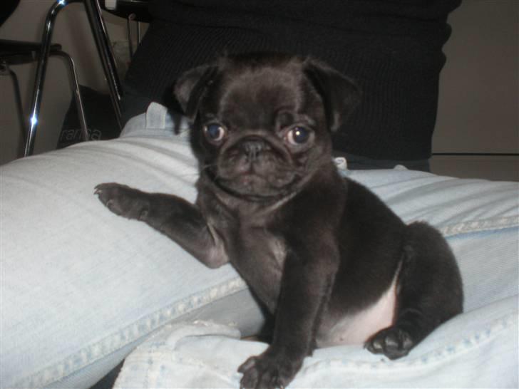 Mops Cloe - Elsker at sidde hos mor, 8 uger gammel billede 5