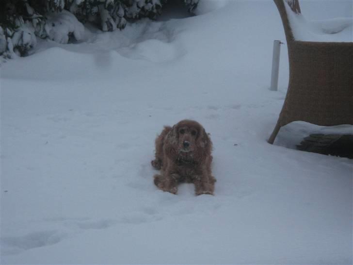 Cocker spaniel Tessi - kom og fang mig :-D billede 11