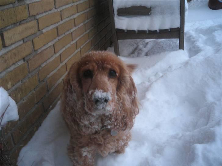 Cocker spaniel Tessi - sne er sjovt :-D billede 12