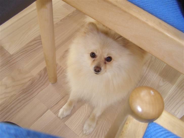 Pomeranian Chico billede 9