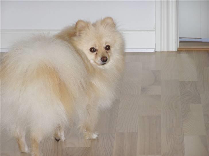 Pomeranian Chico billede 10