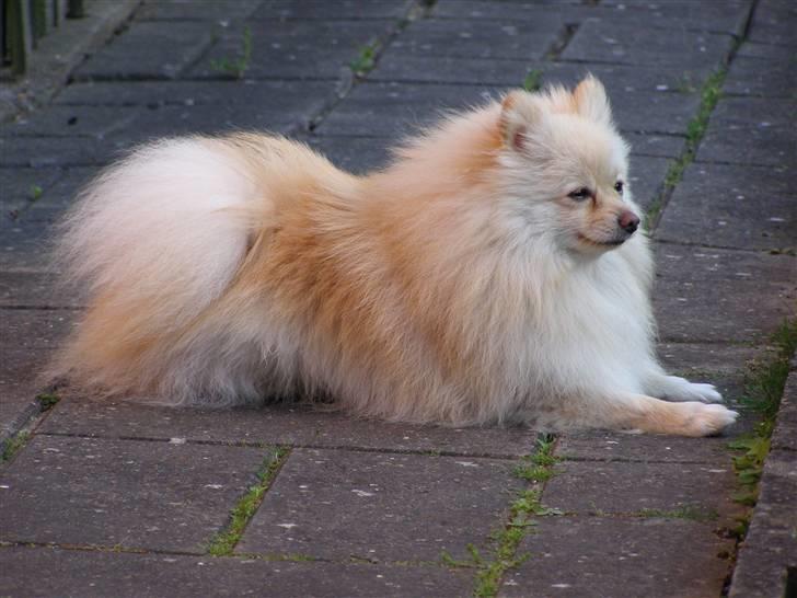 Pomeranian Chico - Ligger og nyder vinden i pelsen:) billede 11