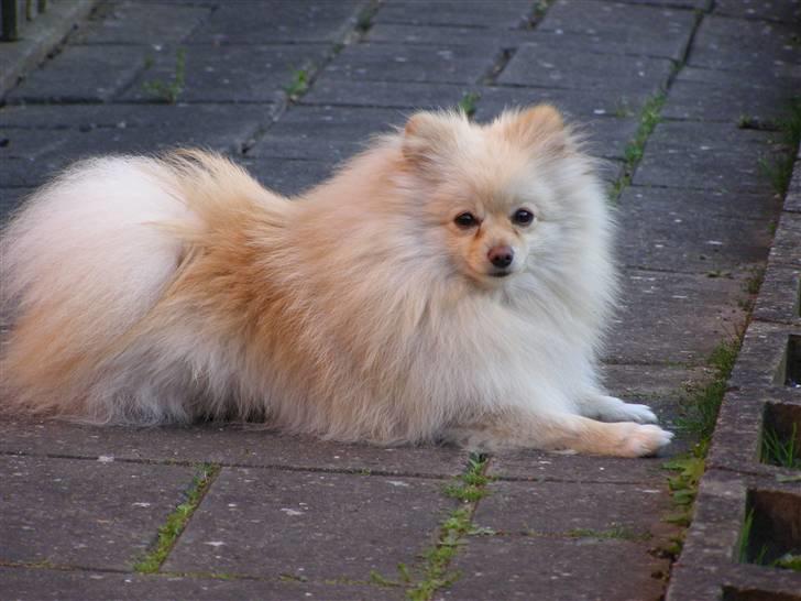 Pomeranian Chico - Så smuk billede 12