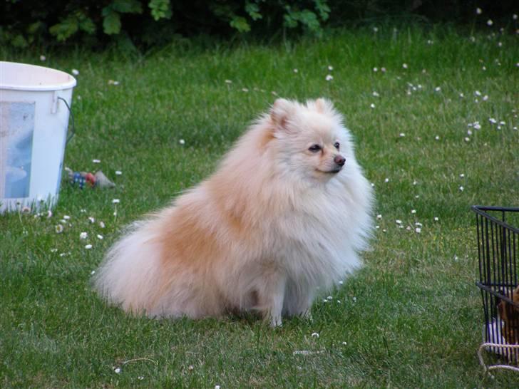 Pomeranian Chico billede 13