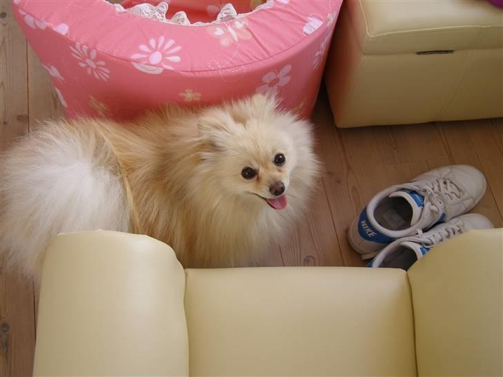Pomeranian Chico - Nåh hvor du smiler:) billede 14