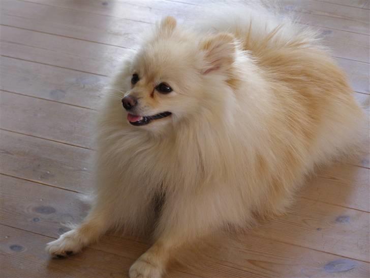 Pomeranian Chico billede 15