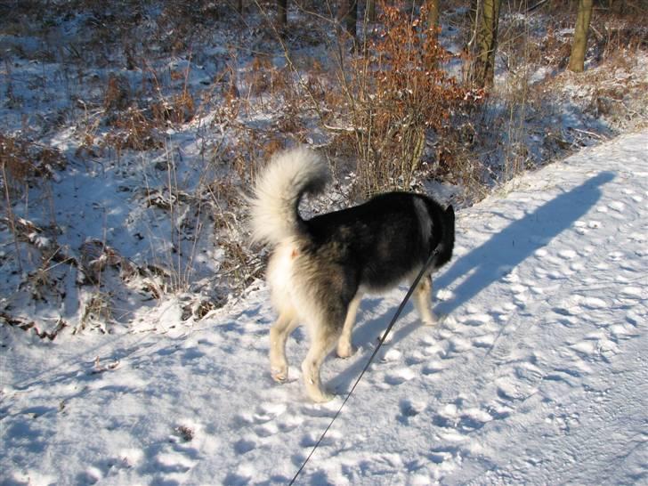 Alaskan malamute Loke billede 8