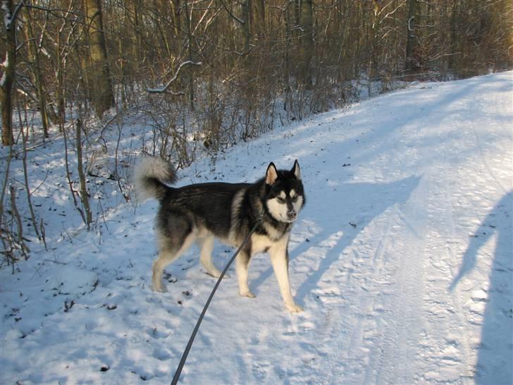 Alaskan malamute Loke billede 9