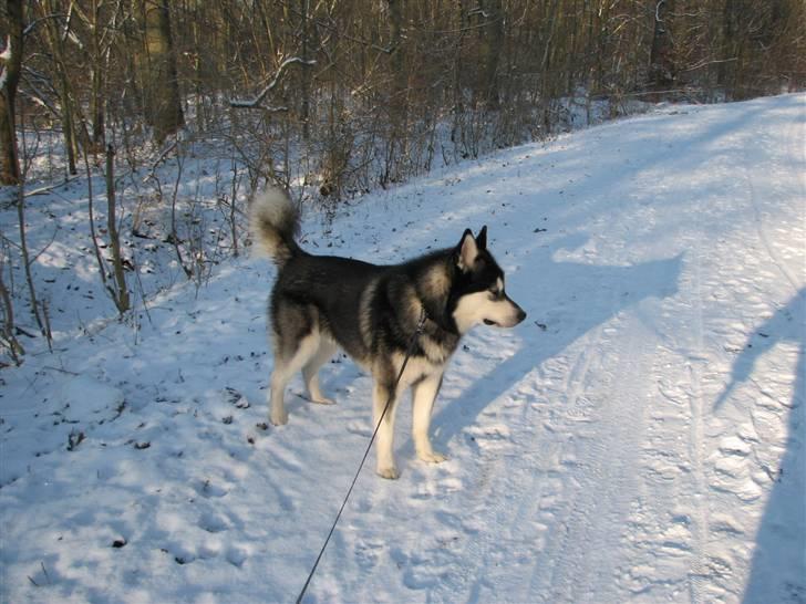 Alaskan malamute Loke billede 10