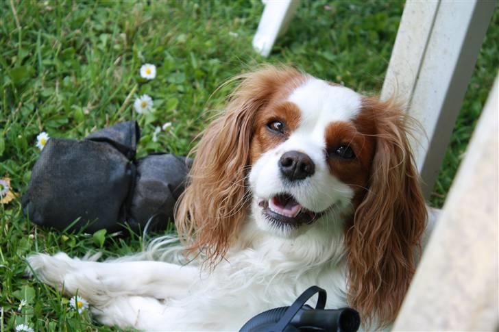 Cavalier king charles spaniel sandra billede 1