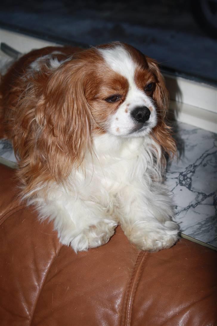 Cavalier king charles spaniel Buster R.I.P. 18/01-11 billede 1