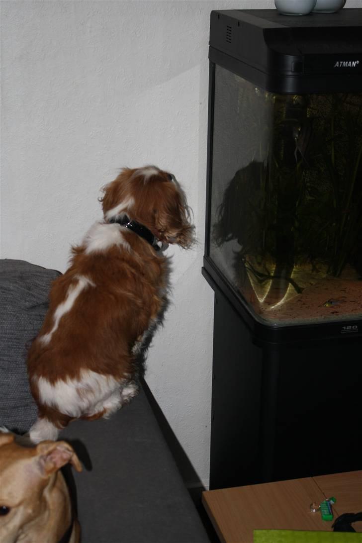 Cavalier king charles spaniel Buster R.I.P. 18/01-11 - jeg ville gerne lege med de fisk!!!!!!! billede 2