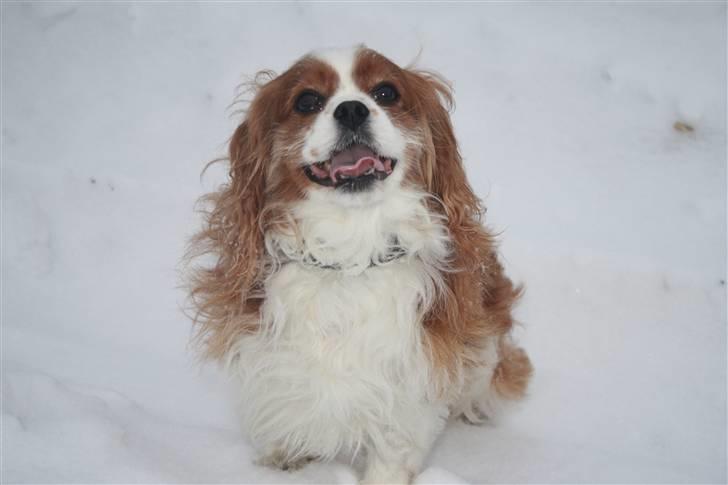 Cavalier king charles spaniel Buster R.I.P. 18/01-11 billede 3