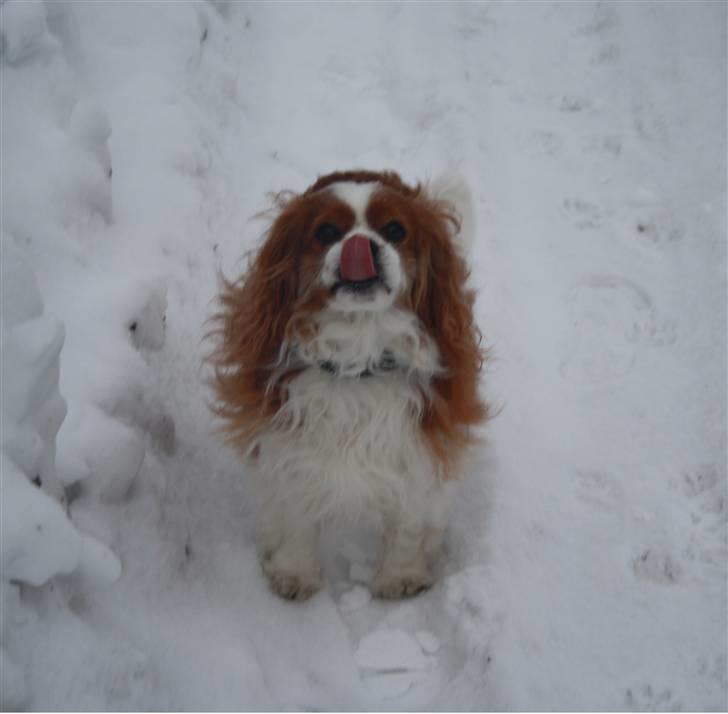 Cavalier king charles spaniel Buster R.I.P. 18/01-11 billede 4
