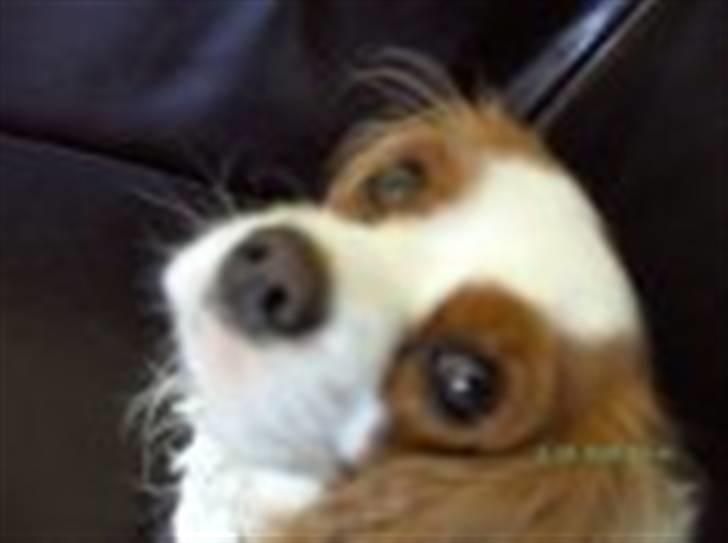 Cavalier king charles spaniel sandra billede 2