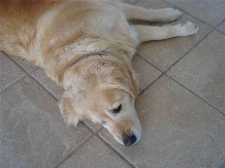 Golden retriever Bella billede 14