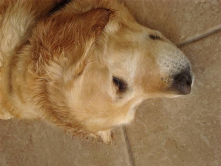 Golden retriever Bella billede 15
