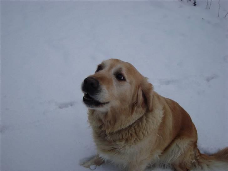 Golden retriever Bella billede 16