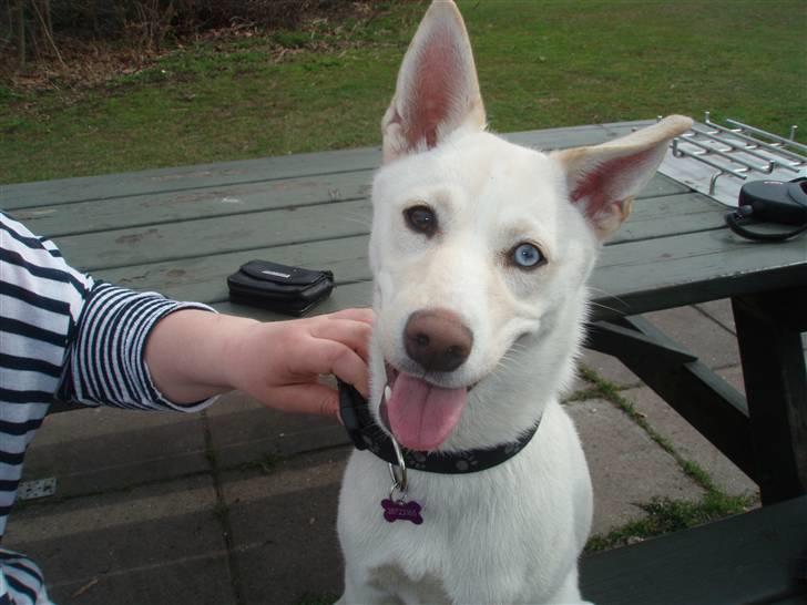 Blanding af racer Silke billede 1