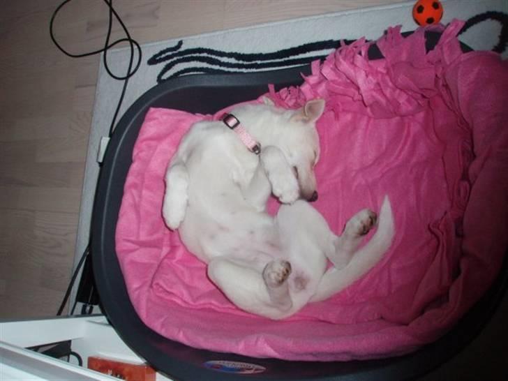 Blanding af racer Silke billede 2