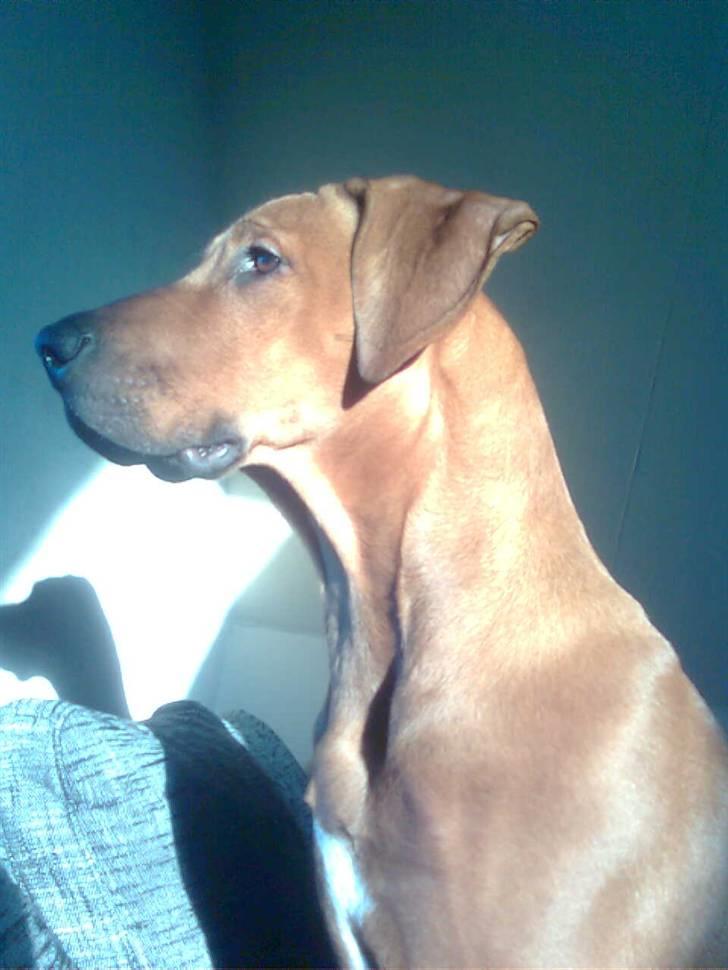 Rhodesian ridgeback Basko billede 1