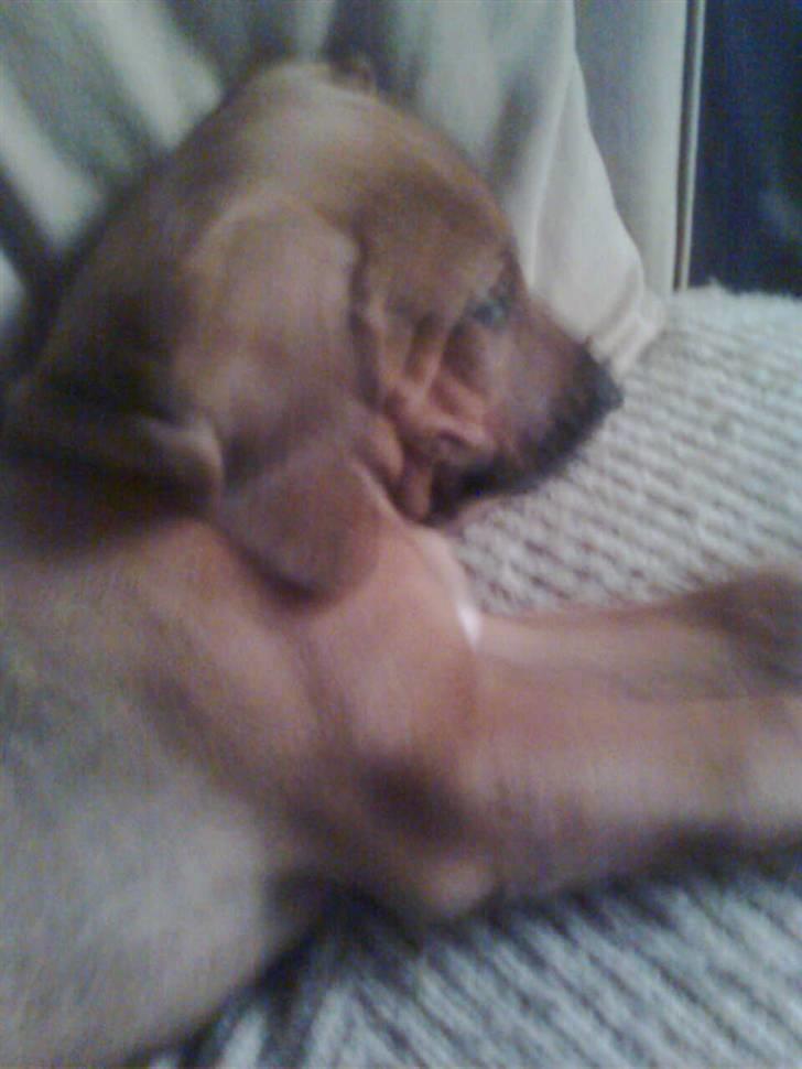 Rhodesian ridgeback Basko billede 2