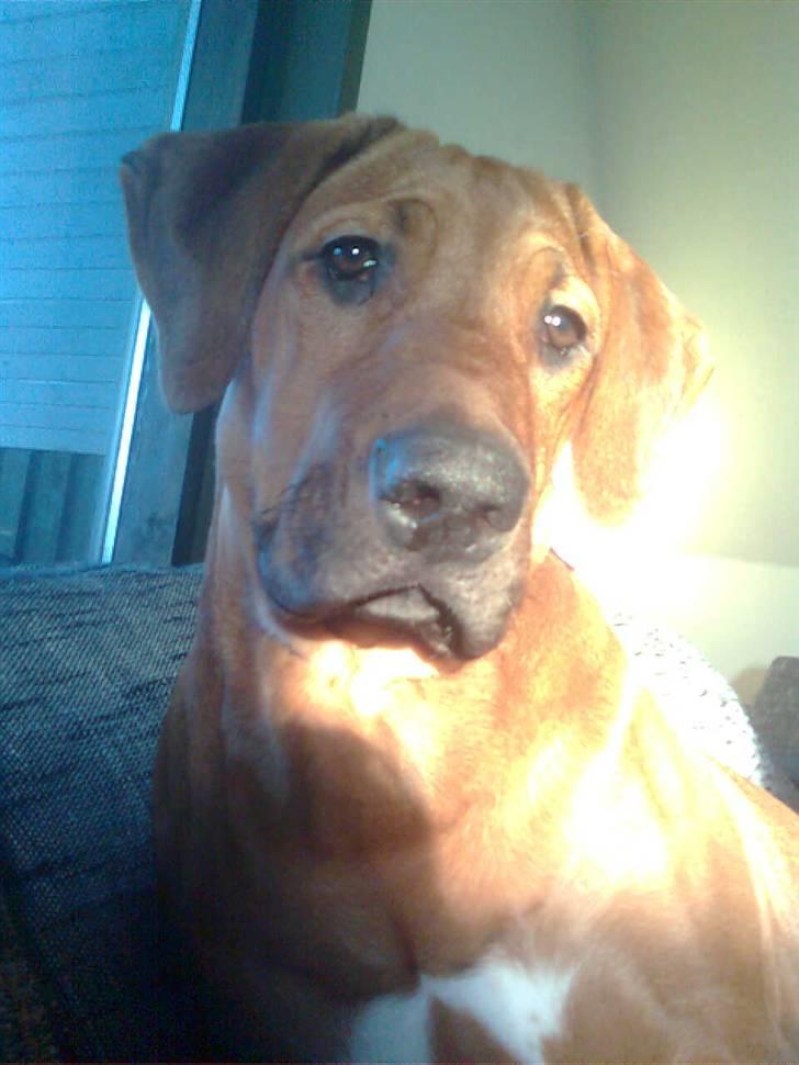Rhodesian ridgeback Basko billede 3