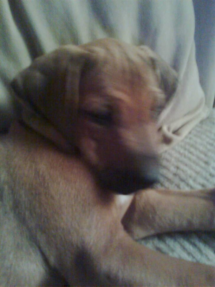 Rhodesian ridgeback Basko billede 4