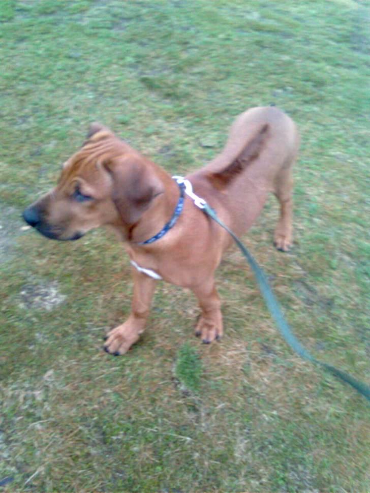 Rhodesian ridgeback Basko billede 5