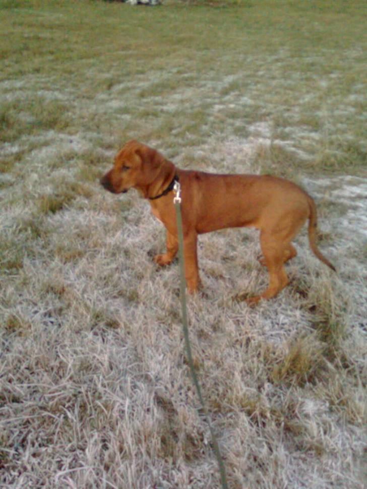 Rhodesian ridgeback Basko billede 6