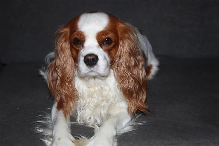 Cavalier king charles spaniel sandra billede 3