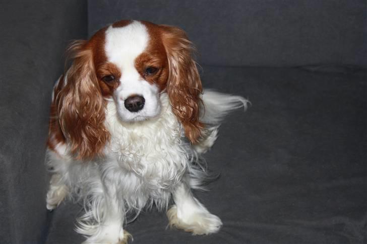 Cavalier king charles spaniel sandra billede 4