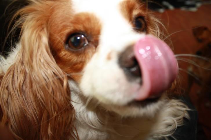 Cavalier king charles spaniel sandra billede 5