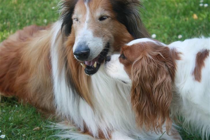 Cavalier king charles spaniel sandra billede 6