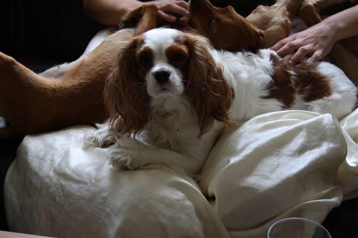Cavalier king charles spaniel sandra billede 7