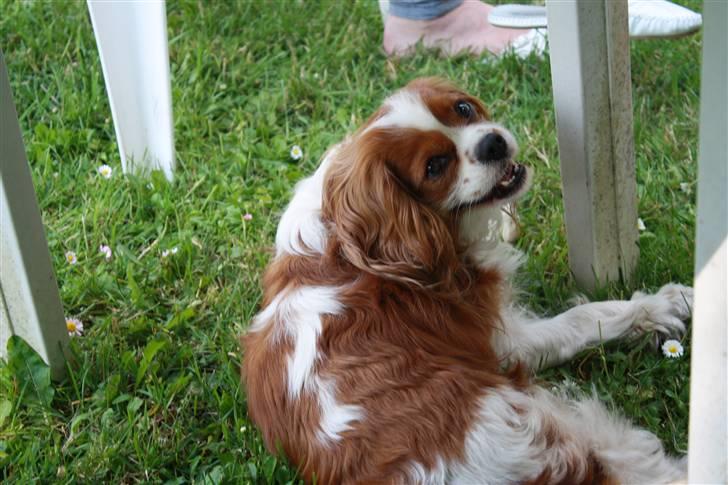 Cavalier king charles spaniel Buster R.I.P. 18/01-11 billede 5