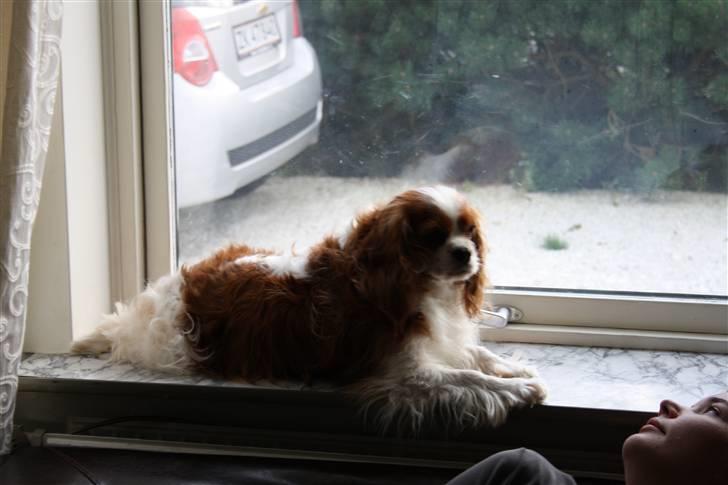 Cavalier king charles spaniel Buster R.I.P. 18/01-11 - her ligger man dejligt. billede 6