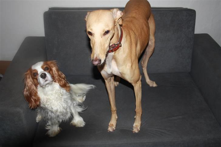 Cavalier king charles spaniel sandra billede 8