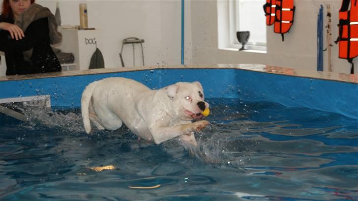 Amerikansk bulldog Daimond R.I.P 21/6-2010 billede 1